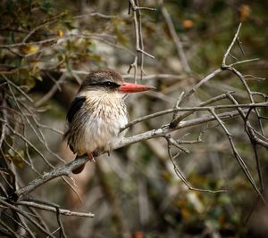 Brown headed kingfisher on branch