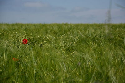 Scenic view of grassy field