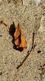 High angle view of dry leaf on ground