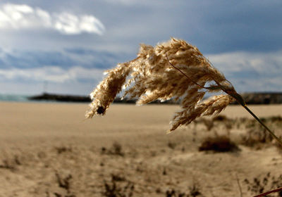 Close-up of dry plant on land against sky
