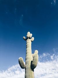 Low angle view of cactus against blue sky