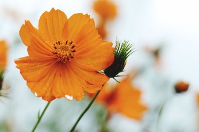 Close-up of orange cosmos flower