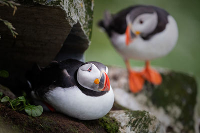 Atlantic puffins