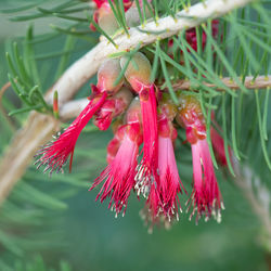 Close-up of red flowering plant