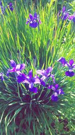 Close-up of purple flowers blooming outdoors