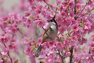 Close-up of bird perching on flower