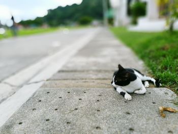 Close-up of cat on street