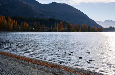 Birds swimming in lake by mountains against sky