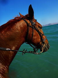 View of a horse in the sea
