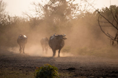 View of horses on road