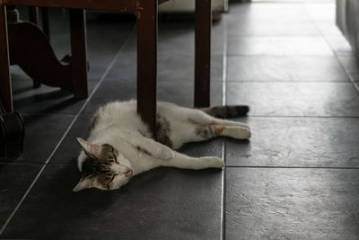 Cat sleeping on tiled floor