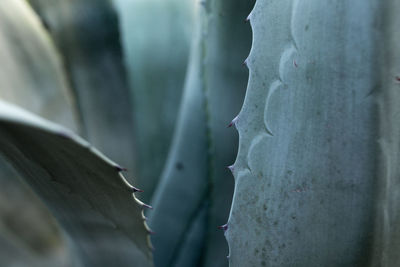 Close-up of cactus