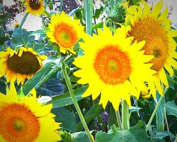 Close-up of sunflower