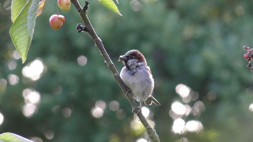 Bird perching on a tree