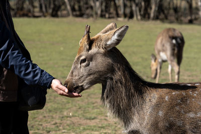 Full length of a hand feeding a horse