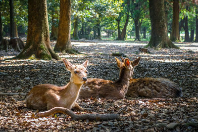 View of deer in the forest