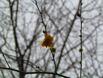 Low angle view of flowers on branch
