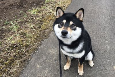 High angle portrait of dog standing on road