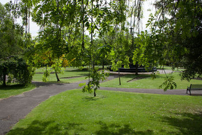 Trees in park