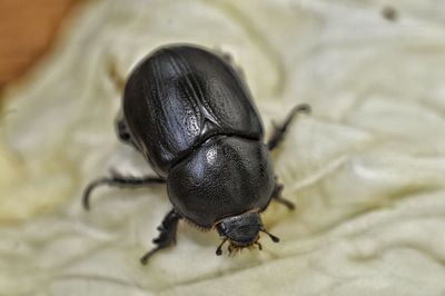 Close-up of insect