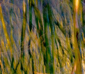 Full frame shot of plants