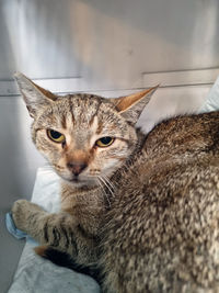 Close-up portrait of tabby cat