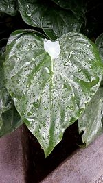 Close-up of water drops on leaf