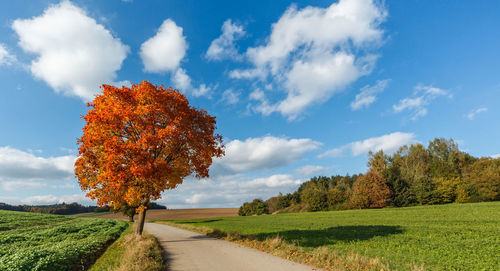 Autumn tree on landscape against sky