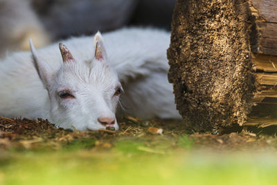 Young goat lying next to a log