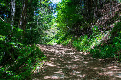 Road amidst trees in forest