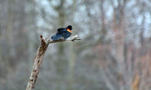 Bird perching on a branch