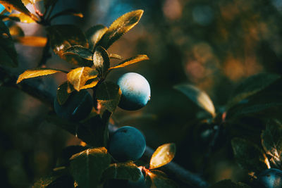 Close-up of fruits growing on plant