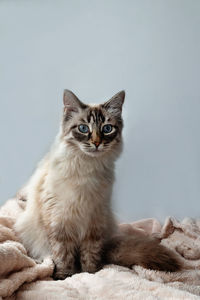 Furry cat of seal lynx point color with blue eyes on a pink blanket and gray background, front view.