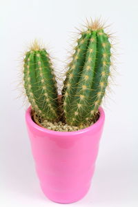 Close-up of potted cactus plant against white background