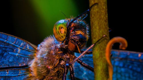 Close-up of insect on leaf