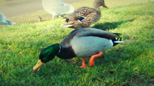 View of birds on grassy field