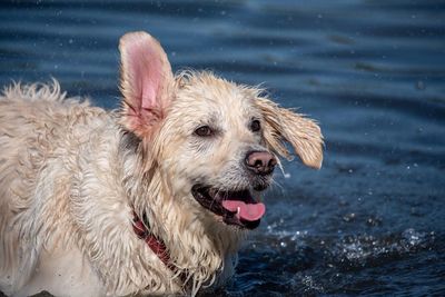 Close-up of wet dog looking away