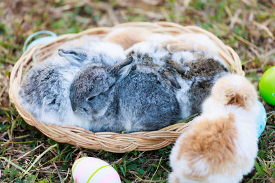 Close-up of cat sleeping