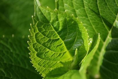 Close-up of leaves