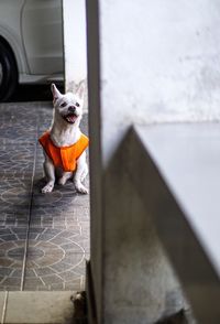 Portrait of dog looking through door