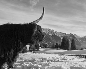 Highland cattle bull standing on snow covered mountain against sky