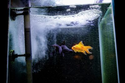 Close-up of yellow flower on glass window