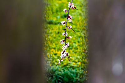 Close-up of plant