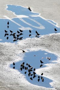 High angle view of birds in puddle on road