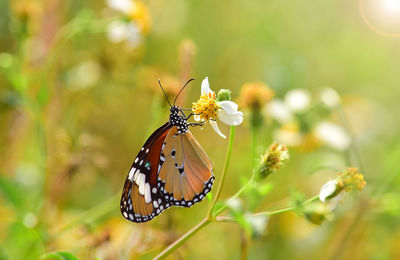 Close-up of butterfly pollinating on flower