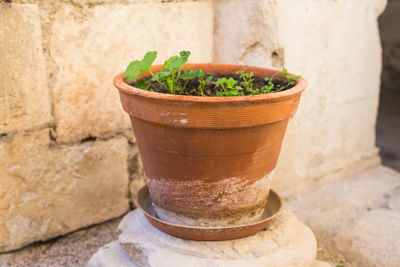 Close-up of potted plant