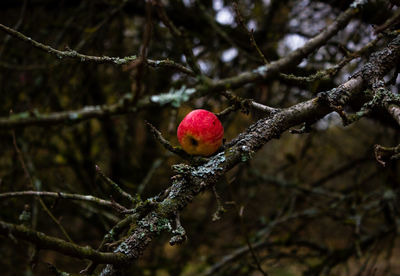 Close-up of berries growing on tree