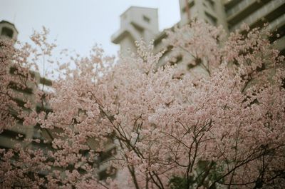 Close-up of fresh flowers with tree in foreground