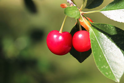 A cluster of sour cherries hanging on a tree branch