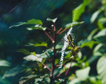 Close-up of spider on web